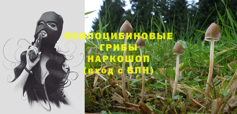 Галлюциногенные грибы MAGIC MUSHROOMS  KRAKEN tor  Куровское 